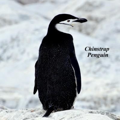 Chinstrap Penguin